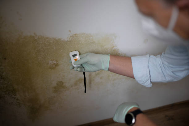 Best Post-Flood Mold Remediation in Somerset, OH