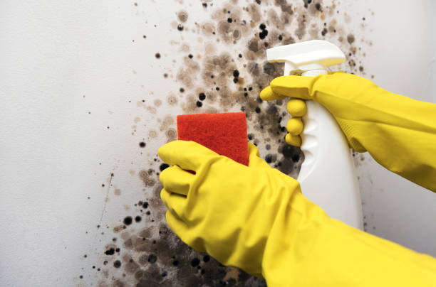 Best Post-Flood Mold Remediation in Somerset, OH