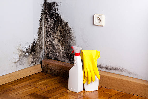 Best Commercial Mold Remediation in Somerset, OH
