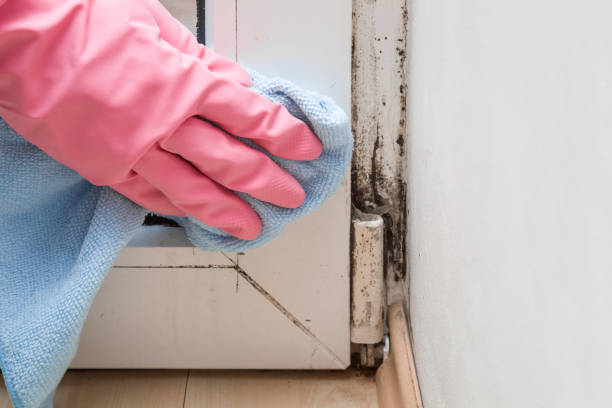Best Attic Mold Remediation in Somerset, OH