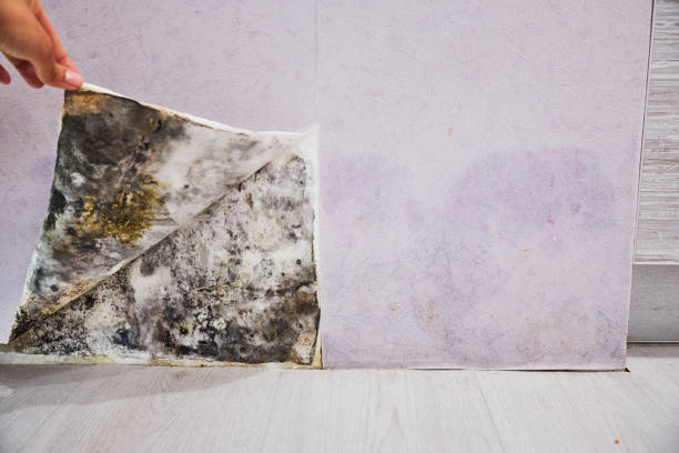  Somerset, OH Mold Removal Pros